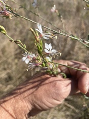 Oenothera filiformis