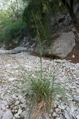 Cladium mariscus