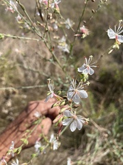 Oenothera filiformis