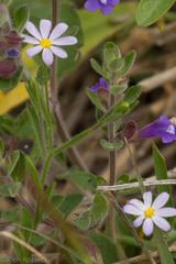 Chaetopappa asteroides