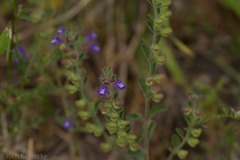 Scutellaria drummondii