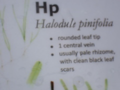 Halodule pinifolia