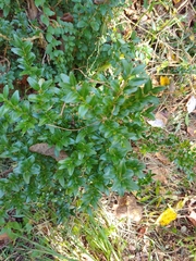 Buxus sempervirens