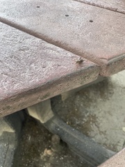 Neoclytus scutellaris