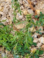 Artemisia biennis