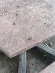 Neoclytus scutellaris