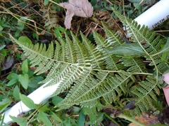 Macrothelypteris torresiana