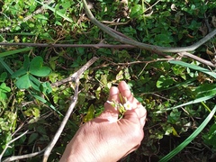 Oxalis