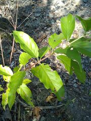 Cephalanthus occidentalis