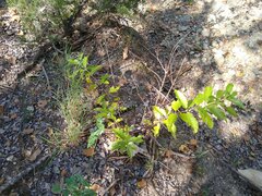 Cephalanthus occidentalis