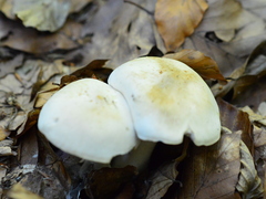 Tricholoma album