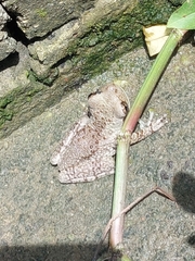Trachycephalus typhonius
