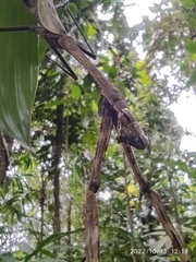 Tauromantis championi