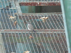 Serpophaga nigricans