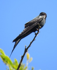 Psalidoprocne pristoptera