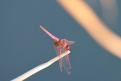 Trithemis annulata