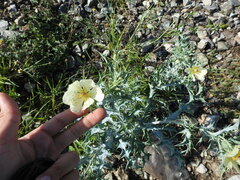 Argemone subfusiformis