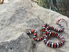 Lampropeltis multifasciata