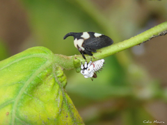 Enchophyllum quinquemaculatum