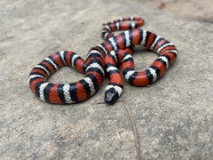 Lampropeltis multifasciata