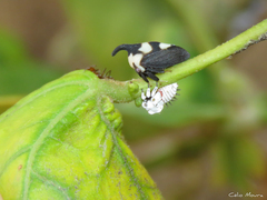Enchophyllum quinquemaculatum