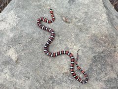 Lampropeltis multifasciata