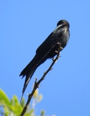 Psalidoprocne pristoptera