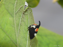 Enchophyllum quinquemaculatum
