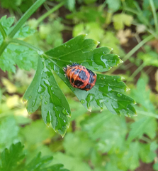Harmonia axyridis