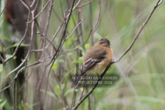 Empidonax fulvifrons