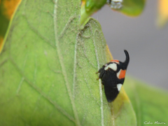 Enchophyllum quinquemaculatum