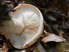 Lactarius pallidus