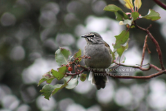 Brown-Backed Solitaire photo 4