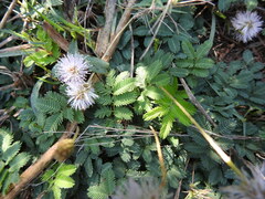Mimosa tweedieana