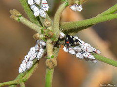 Enchophyllum quinquemaculatum