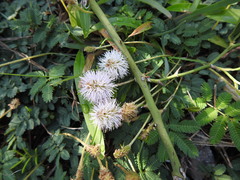Mimosa tweedieana