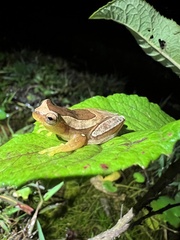 Dendropsophus elegans