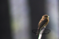 Empidonax fulvifrons