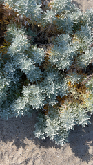 Artemisia stelleriana