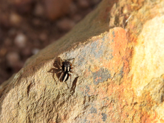 Aelurillus luctuosus