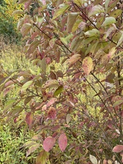 Cornus florida