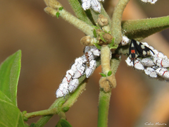 Enchophyllum quinquemaculatum