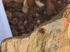 Aelurillus luctuosus