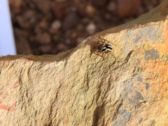 Aelurillus luctuosus