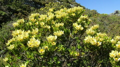 Leucadendron strobilinum