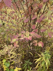 Cornus florida