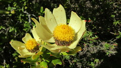 Leucadendron strobilinum