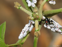 Enchophyllum quinquemaculatum