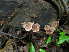 Schizophyllum