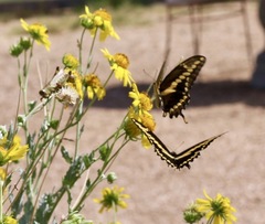 Heraclides cresphontes